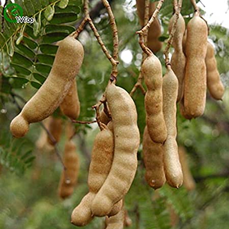 Klase af Tamarind frugter (Tamarindus indica)