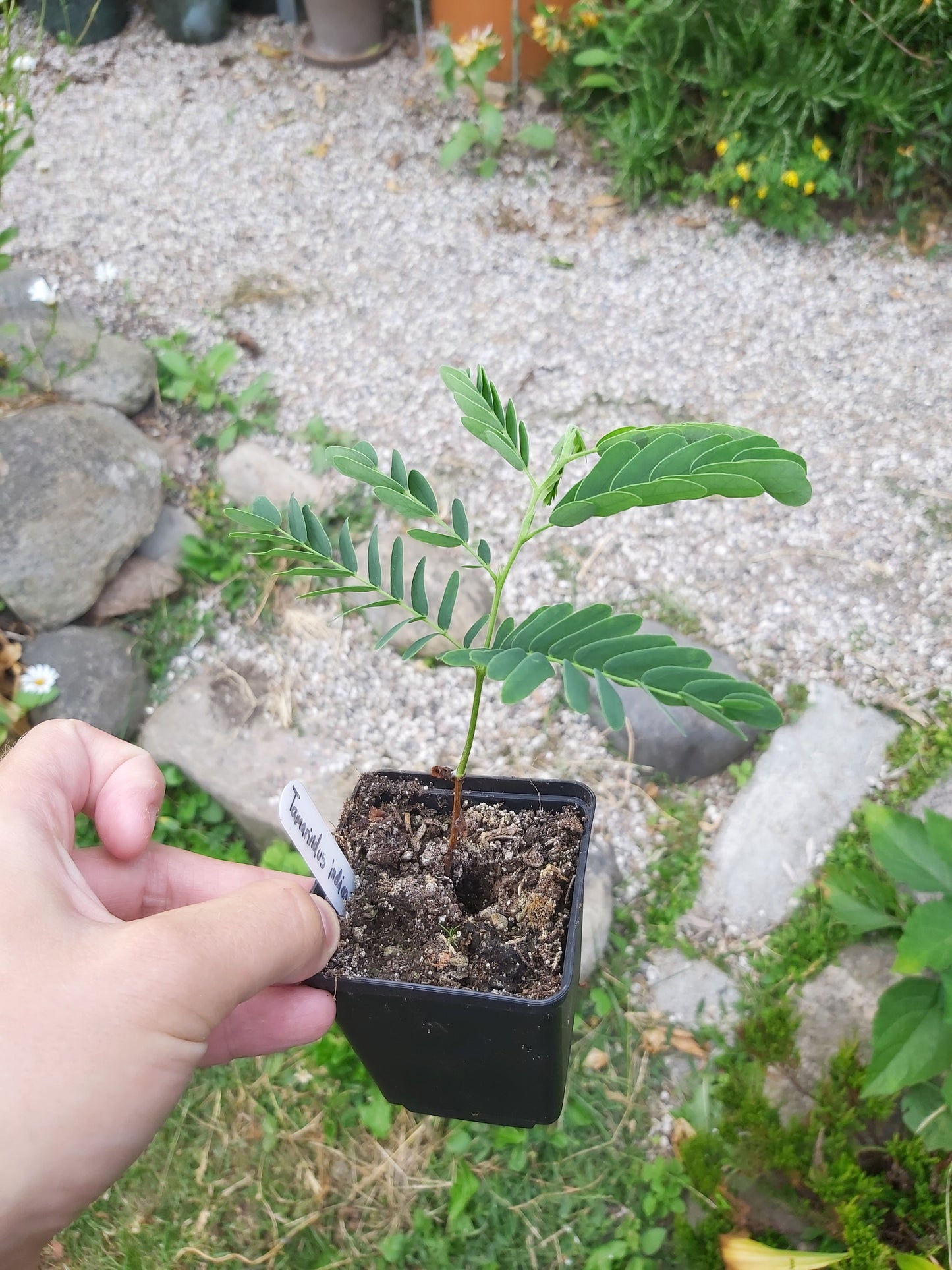 Lille Tamarindplante (Tamarindus indica)