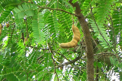 Træ med frugter af Tamarind (Tamarindus indica)