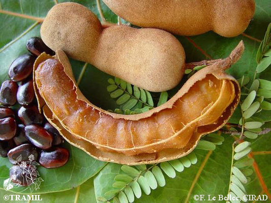 Frugt og kapsler af Tamarind (Tamarindus indica)
