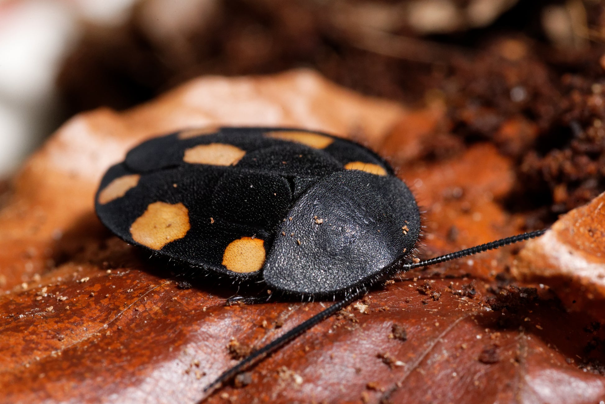 Orange dominokakerlak (Therea regularis) set fra siden