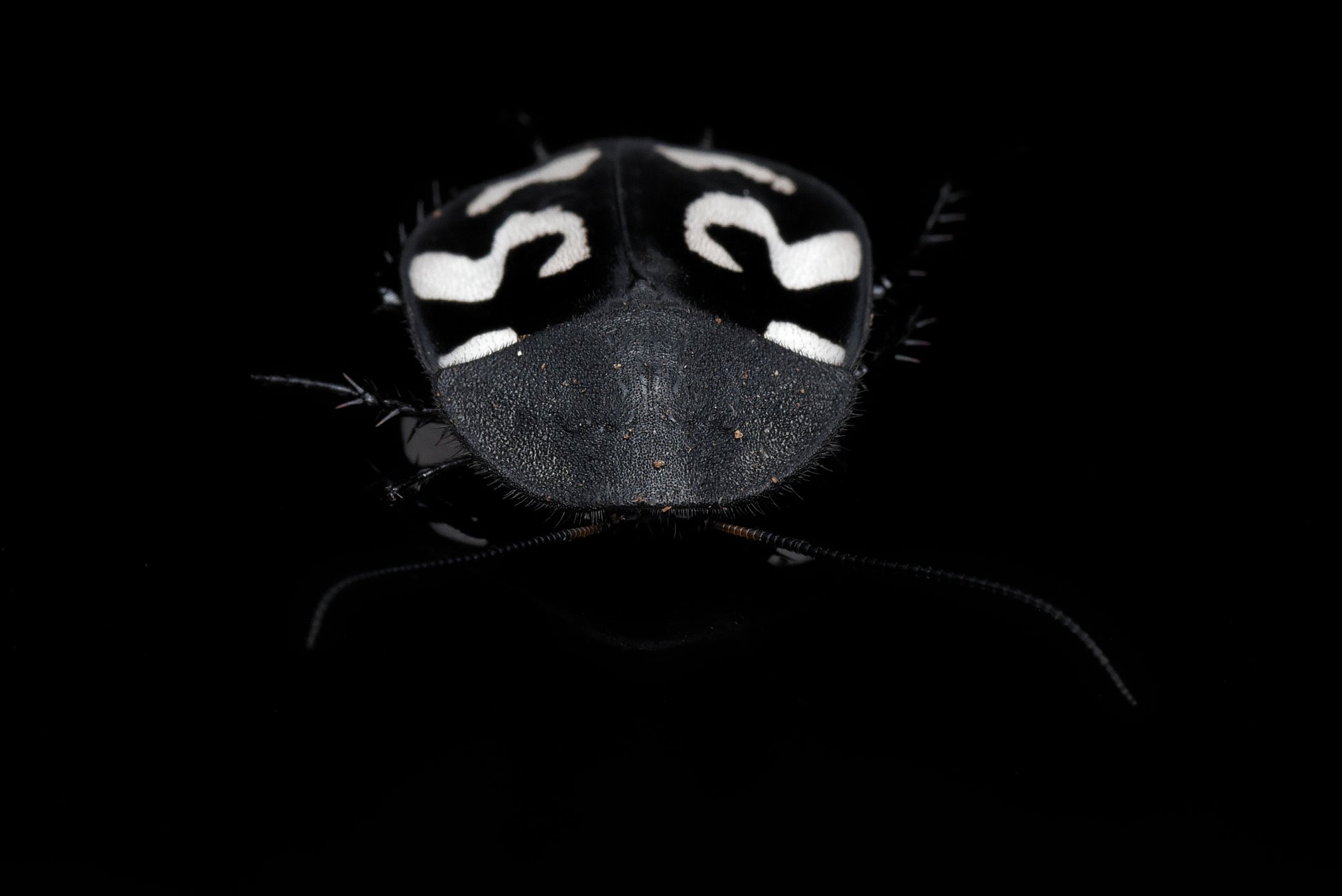 Spørgsmålstegnskakerlak (Therea olegrandjeani) set forfra