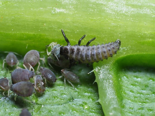 Larve af Toplettede mariehøns (Adalia bipunctata)