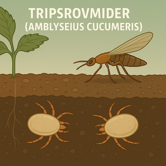 Fin illustration af tripsrovmider mod trips