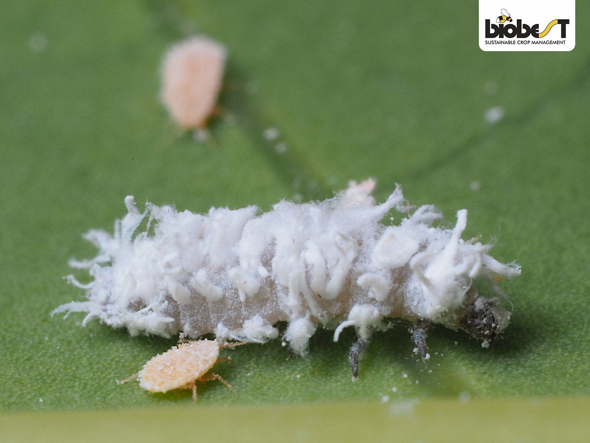 Nærbillede af ulddlus