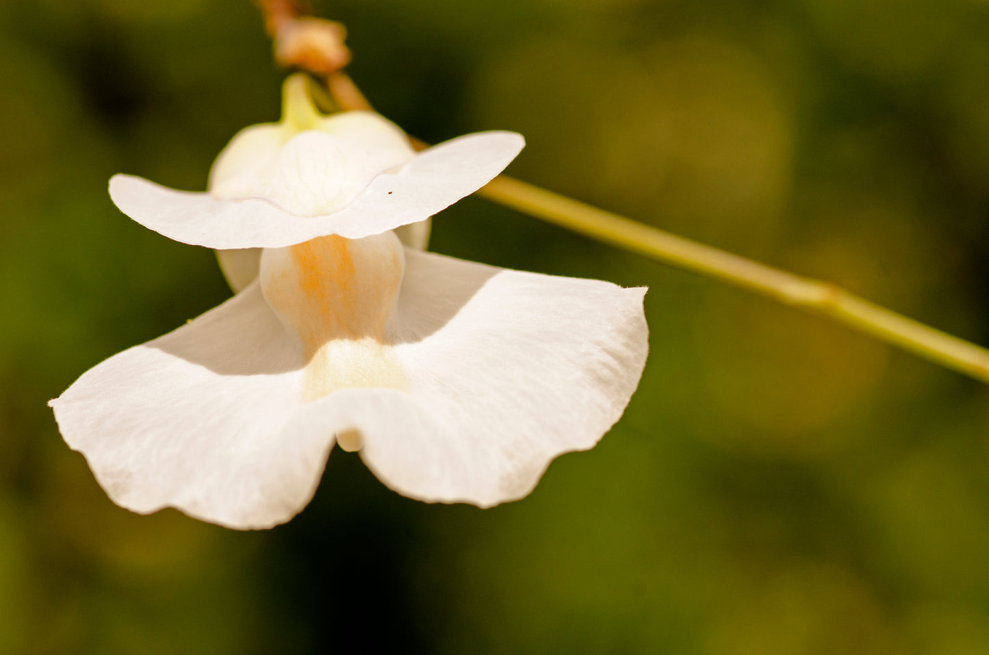 Den spektakulære og store smukke blomst hos Alpeblærerod (Utricularia alpina)