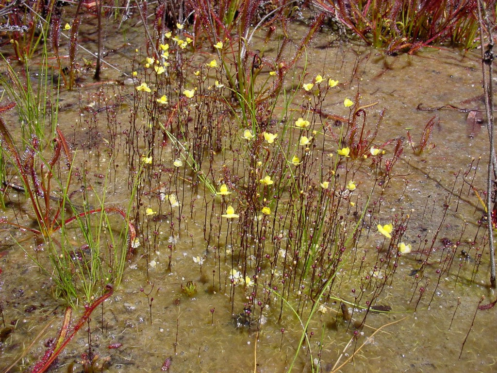Klump af blomstrende Finblomstret blærerod (Utricularia subulata)