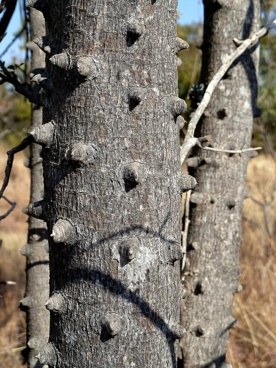 Den piggede stamme af Afrikansk pebertræ (Zanthoxylum capense)