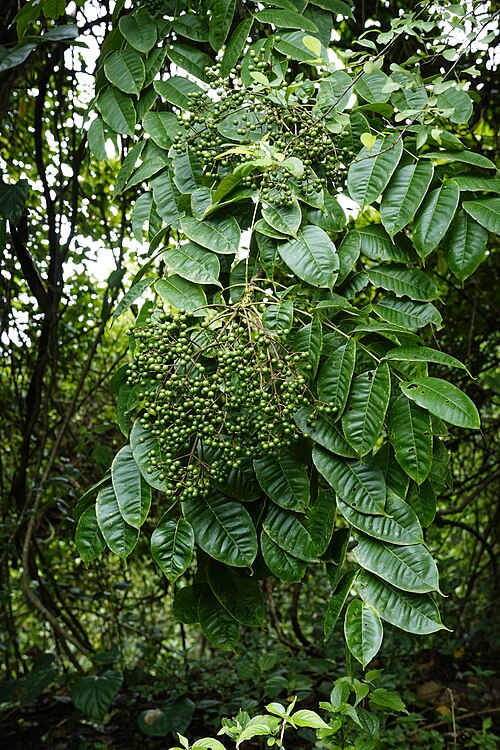 pfefferbaum zimmerpflanze Indischer Pfefferbaum (Zanthoxylum rhetsa)