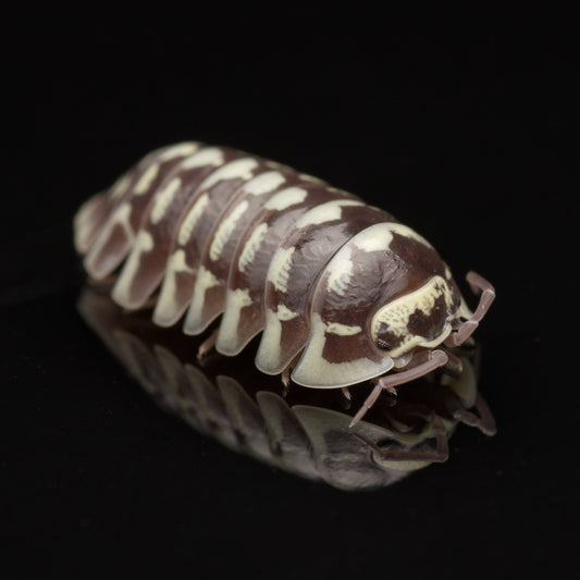 Zebra bænkebider (Armadillidium maculatum) | 12 stk.