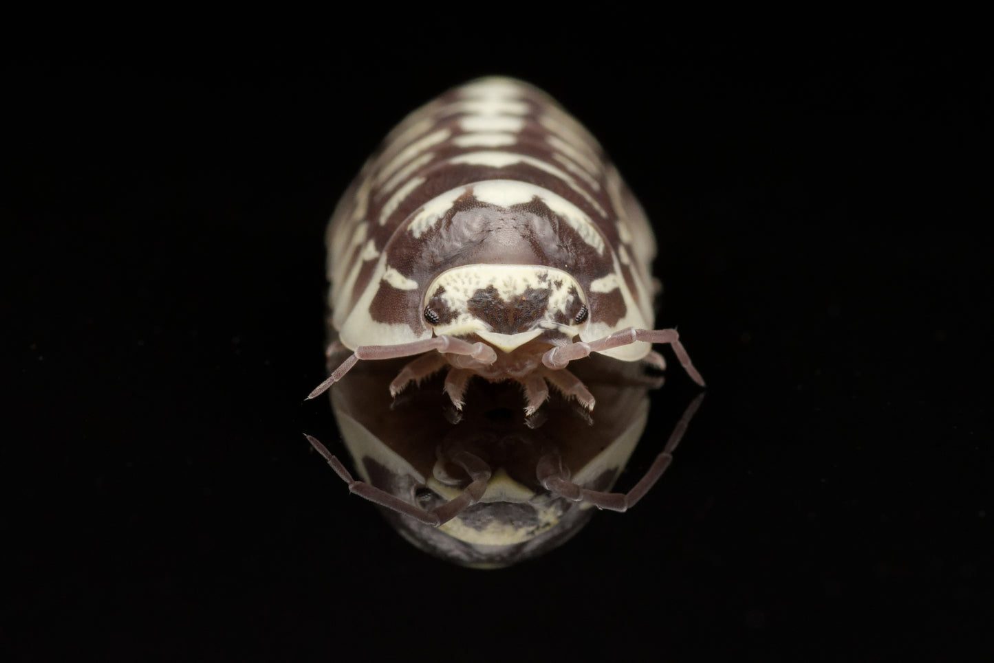 Zebra bænkebider (Armadillidium maculatum) | 12 stk.