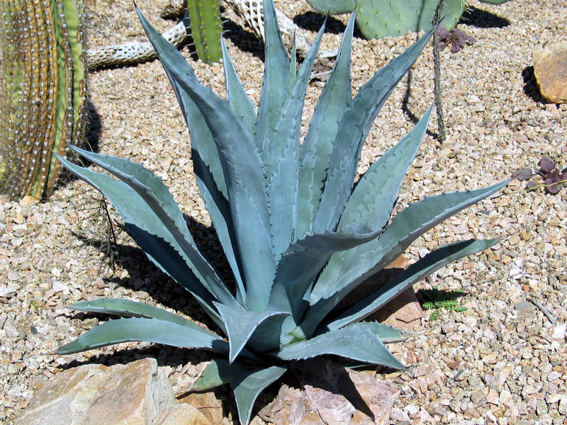 Flot stor plante af Agave (Agave americana)