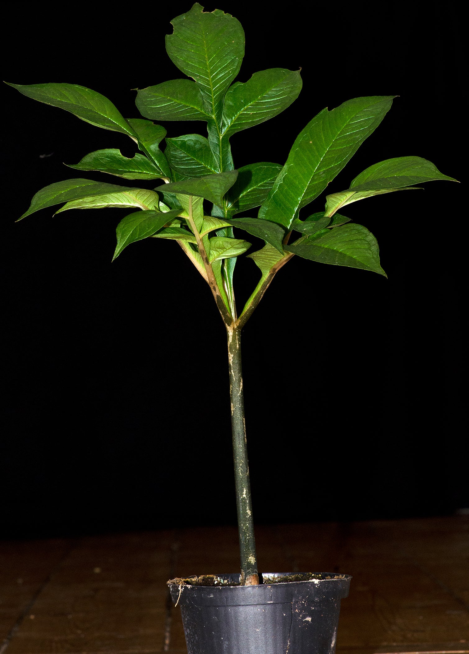Flot plante af Leopardstilk (Amorphophallus konjac)