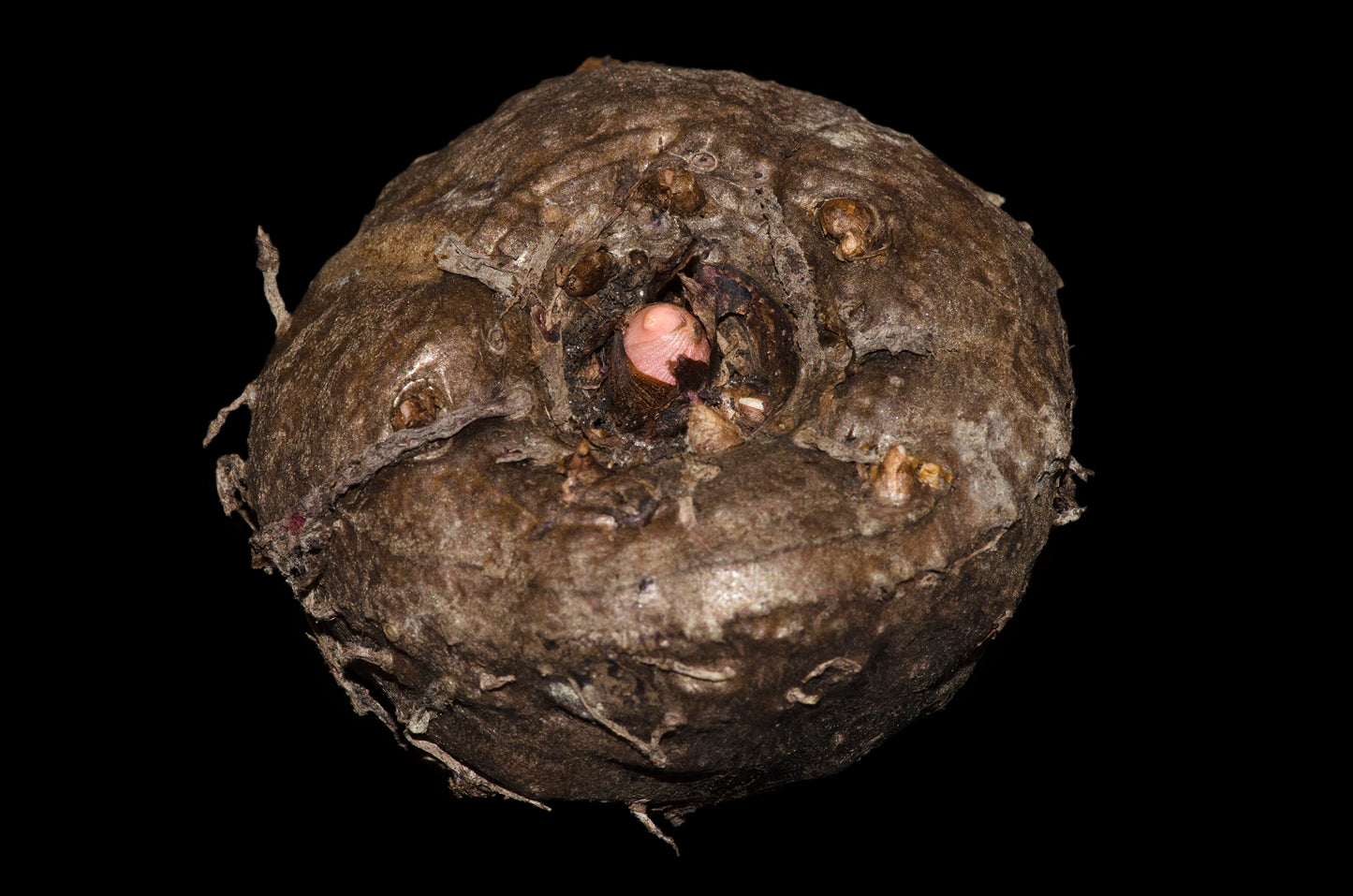 Stor knold af Leopardstilk (Amorphophallus konjac)