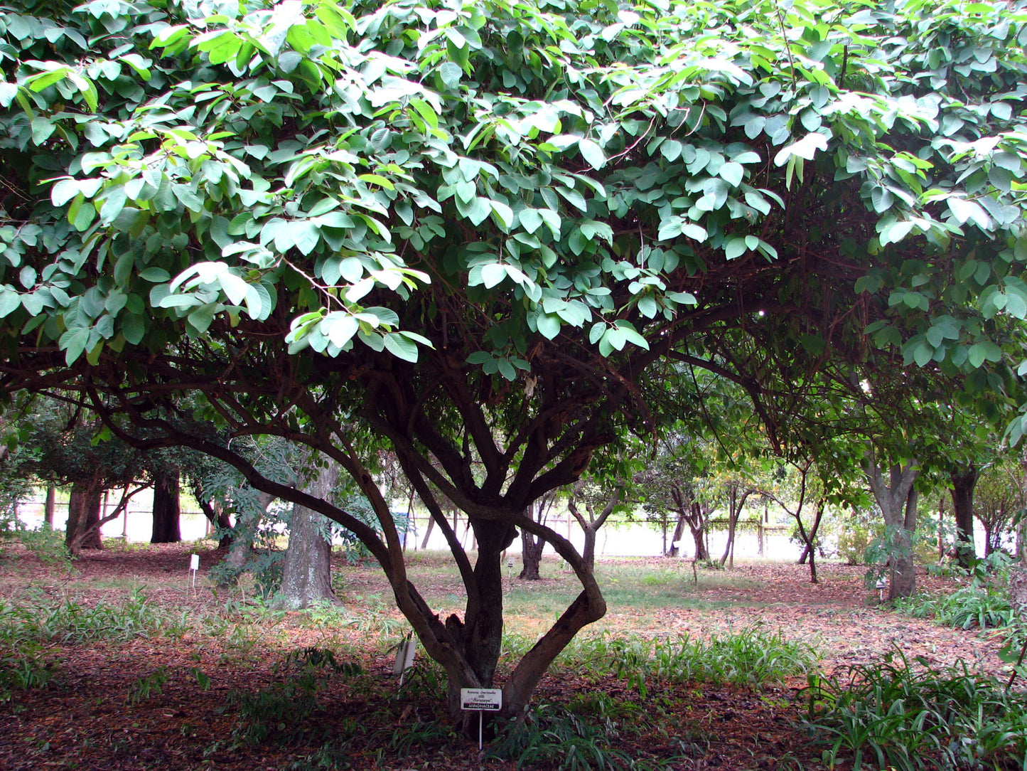 Cherimoyatræ (Annona cherimola)