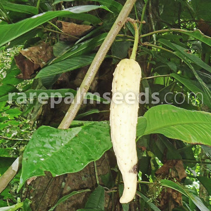 Frugt af Conica sukkeræble (Annona conica)