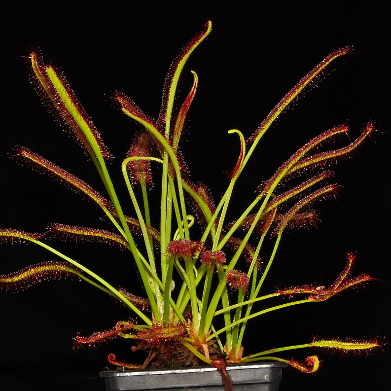 Potte med soldug (Drosera capensis "typical")