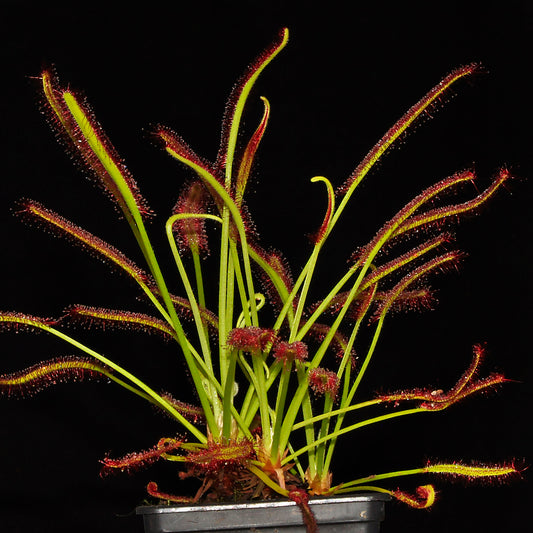 Potte med soldug (Drosera capensis "typical")