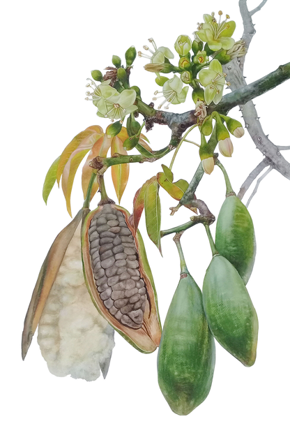 Frugt og frøkapsler af Kapoktræ (Ceiba pentandra)