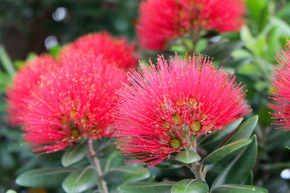 Nærbillede af de røde blomster af New Zealandsk Juletræ (Metrosideros excelsa)