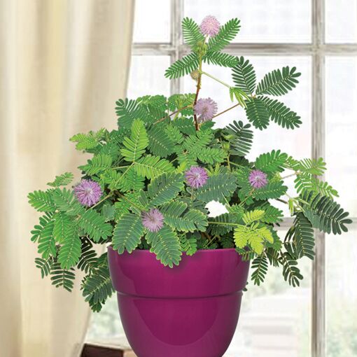 Plante af Rør-mig-ej (Mimosa pudica) i en vindueskarm