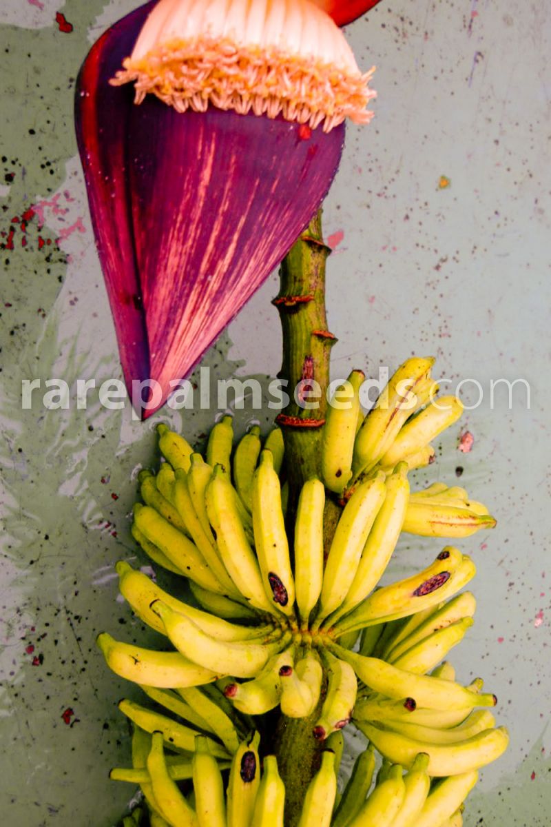 blomst og bananer af Abefingrebanan (Musa acuminata microcarpa)