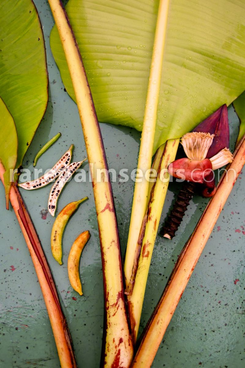 Bananer og blad fra Abefingrebanan (Musa acuminata microcarpa)