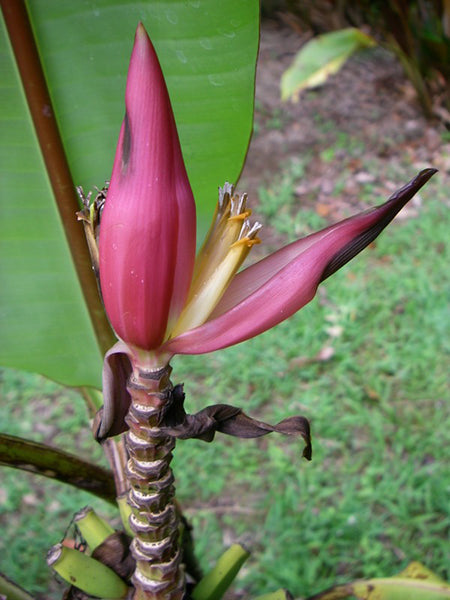 Blomst af Indisk dværgbanan (Musa mannii)