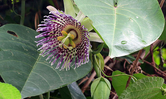 Blomsten fra Sød grenadil (Passiflora ligularis)