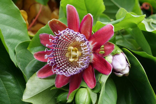 Den smukke blomst af Kæmpe grenadil (Passiflora quadrangularis)