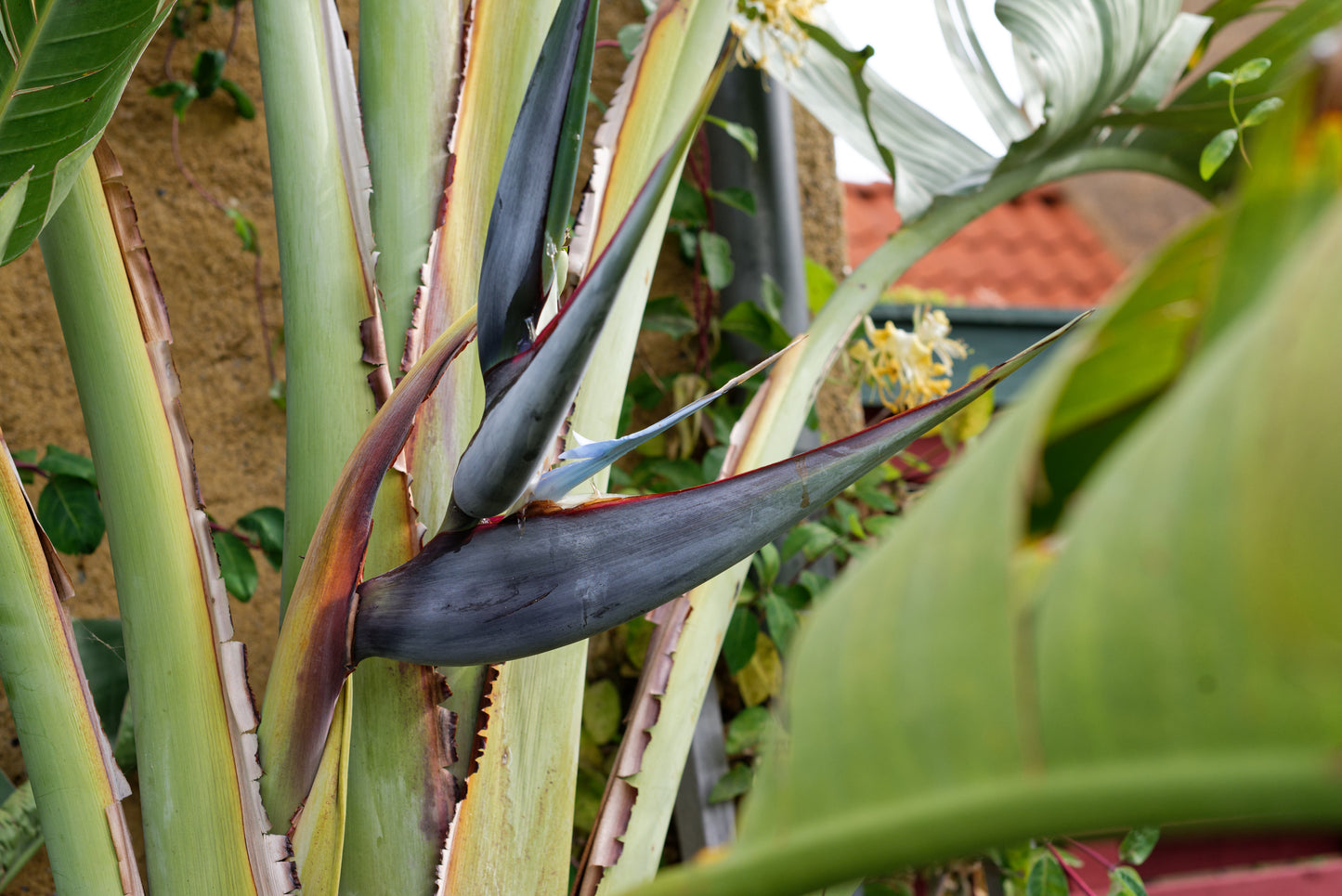 Blomstrende Hvid paradisblomst (Strelitzia nicolai)