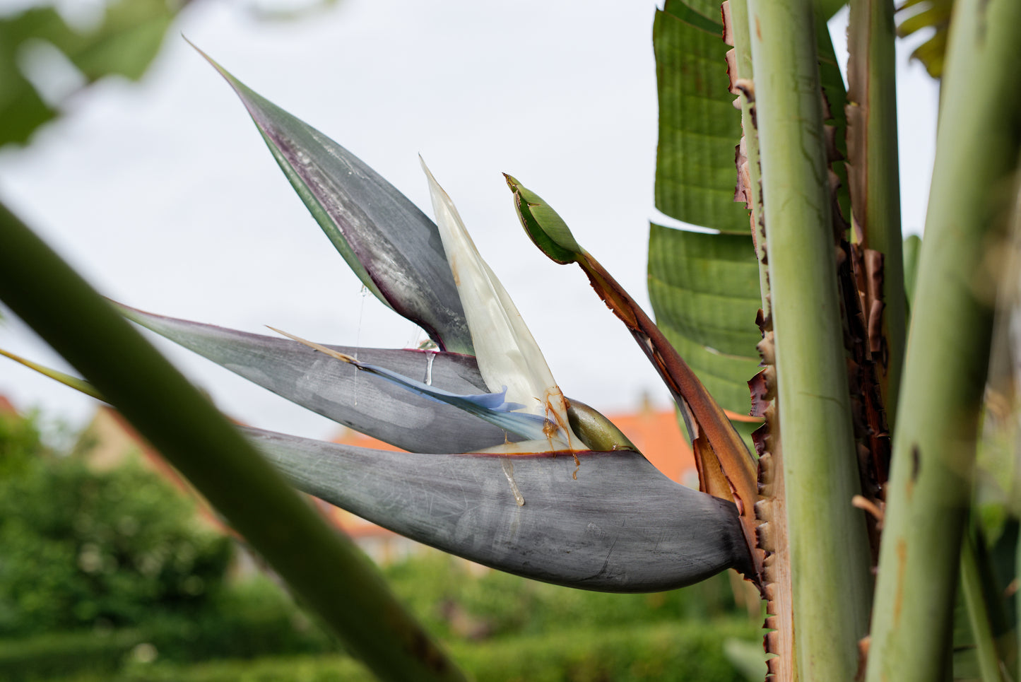 Den smukke blomst af Hvid paradisblomst (Strelitzia nicolai)