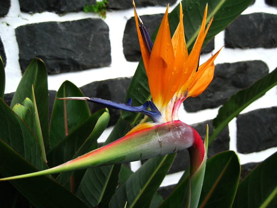 Paradisblomst (Strelitzia reginae) | plante