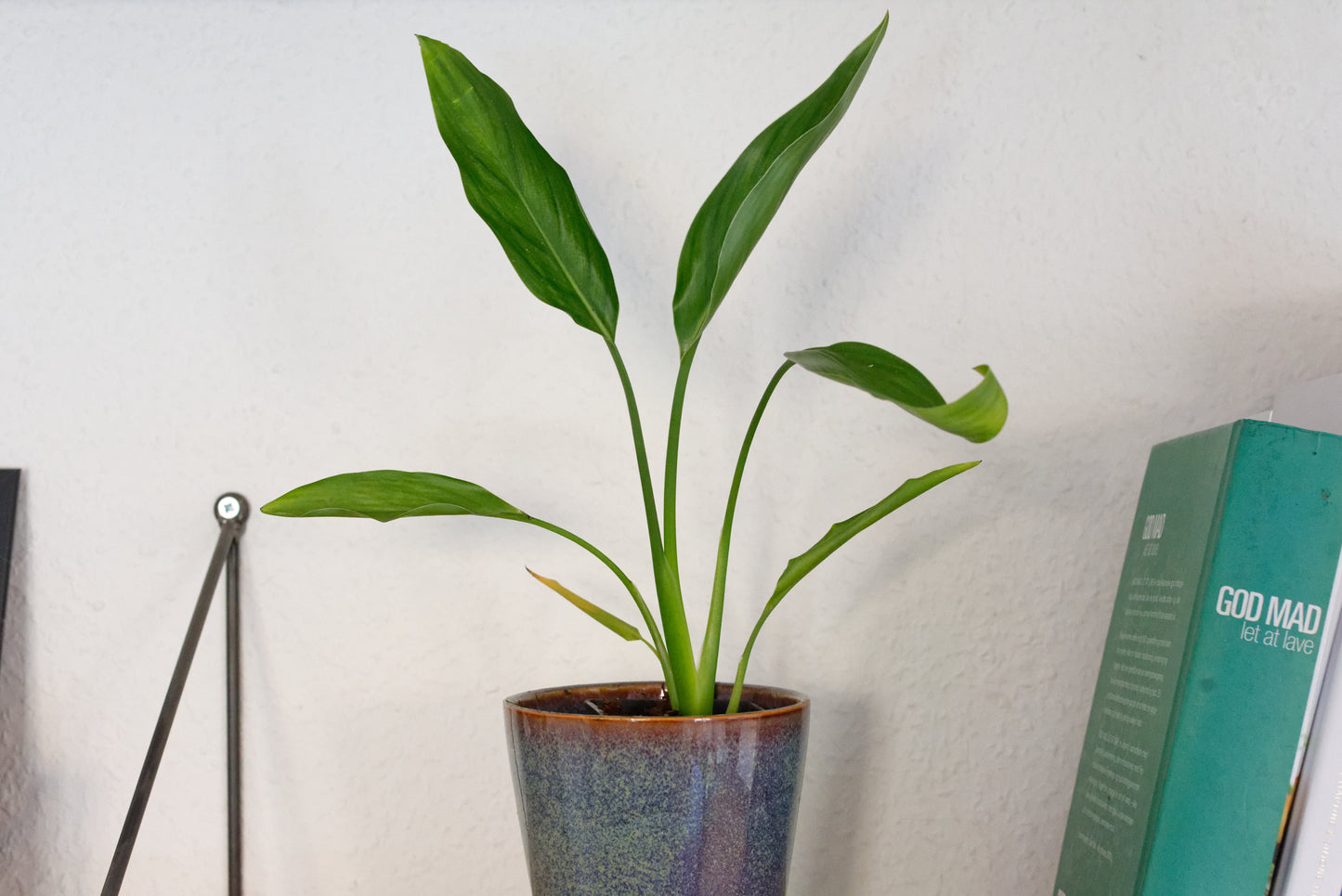 Paradisblomst (Strelitzia reginae) | plante