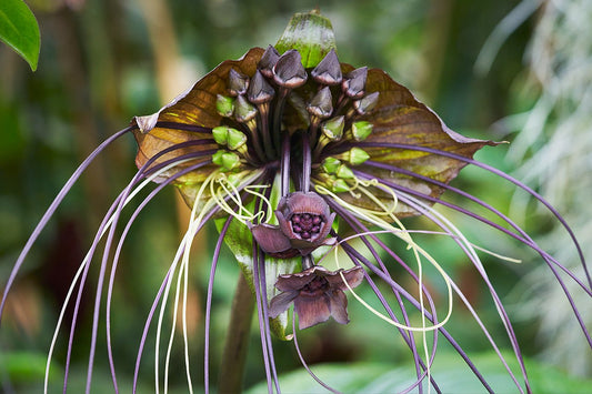 Den smukke og særprægede blomst af Sort flagermusblomst (Tacca chantrieri)