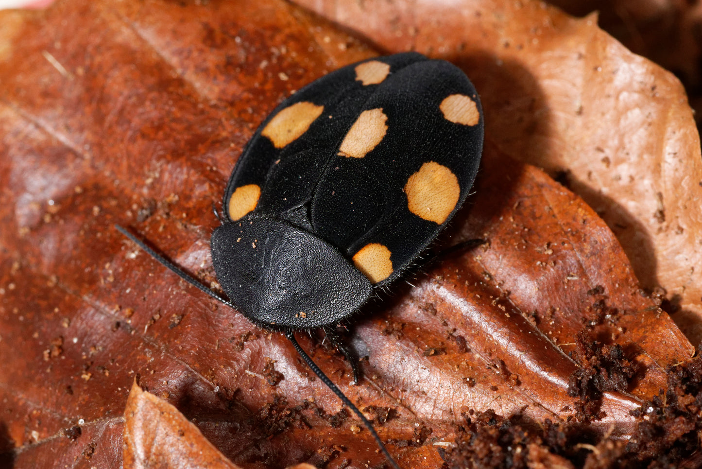 Orange dominokakerlak (Therea regularis) | 15 stk.