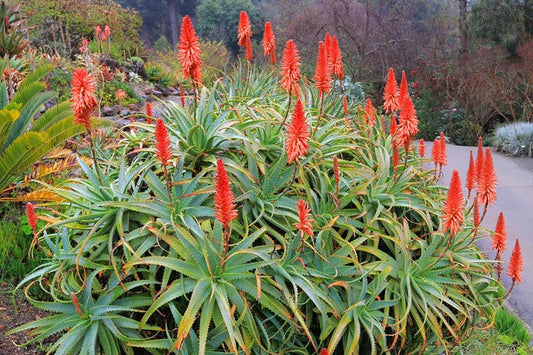 Flot blomstrende Aloe arborescens