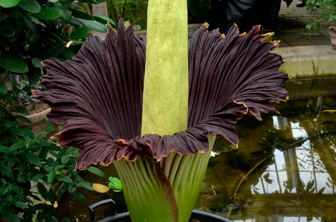 Verdens største blomst! Amorphophallus titanum blomst i botanisk have københavn