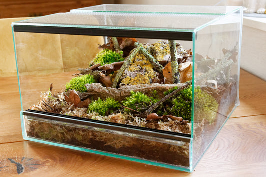 Terrarium til insekter: Sådan laver du et luksusterrarium til dine insekter