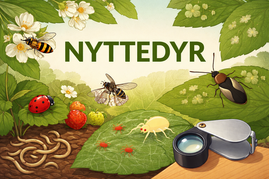 Nyttedyr – naturlig og effektiv bekæmpelse af skadedyr i planter