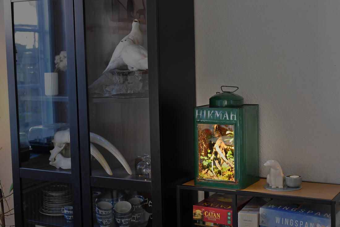 Bioaktivt terrarium