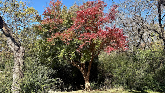 flot Trefingret løn (Acer buergerianum) i efterårsfarver