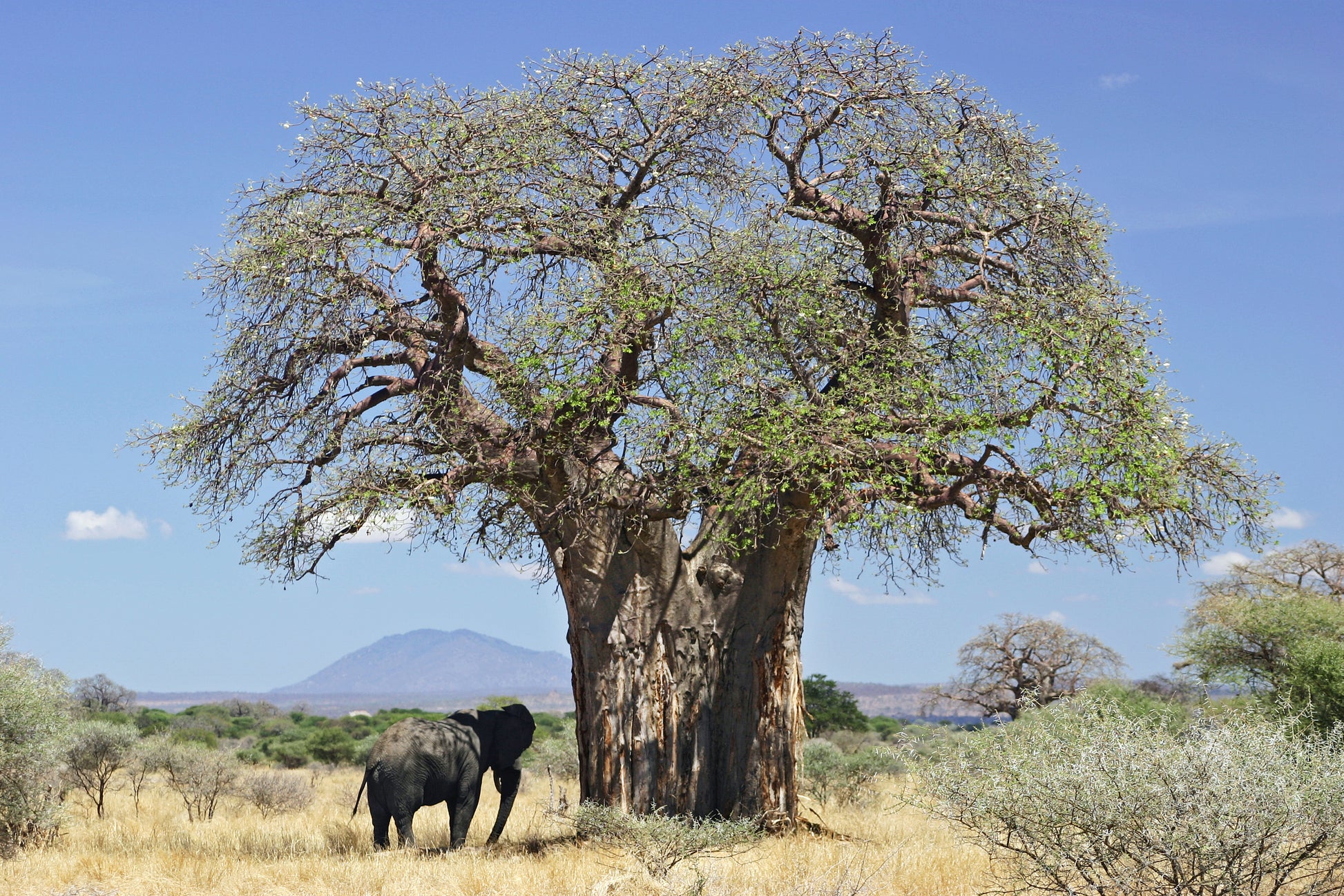 Stort Baobabtræ (Adansonia digitata) med en elefant i dens skygge