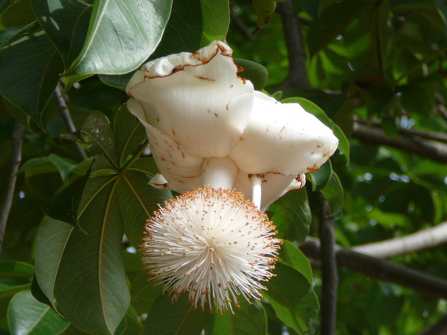 Den smukke, hvide blomst fra Baobabtræet (Adansonia digitata)