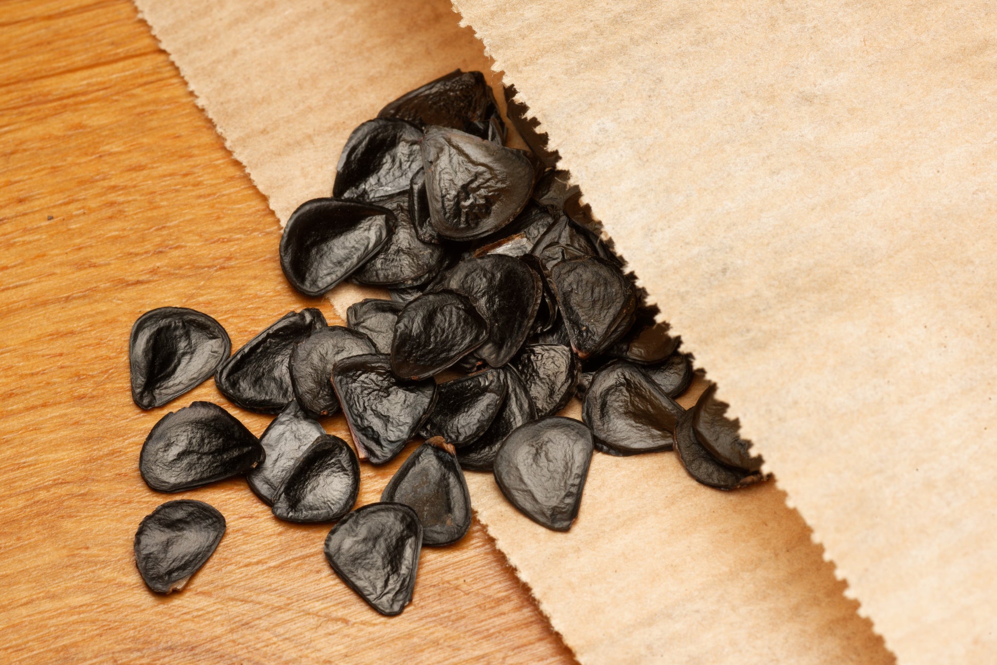 Frø af Blå Agave (Agave americana "Toliman Blue") i fin papirspose