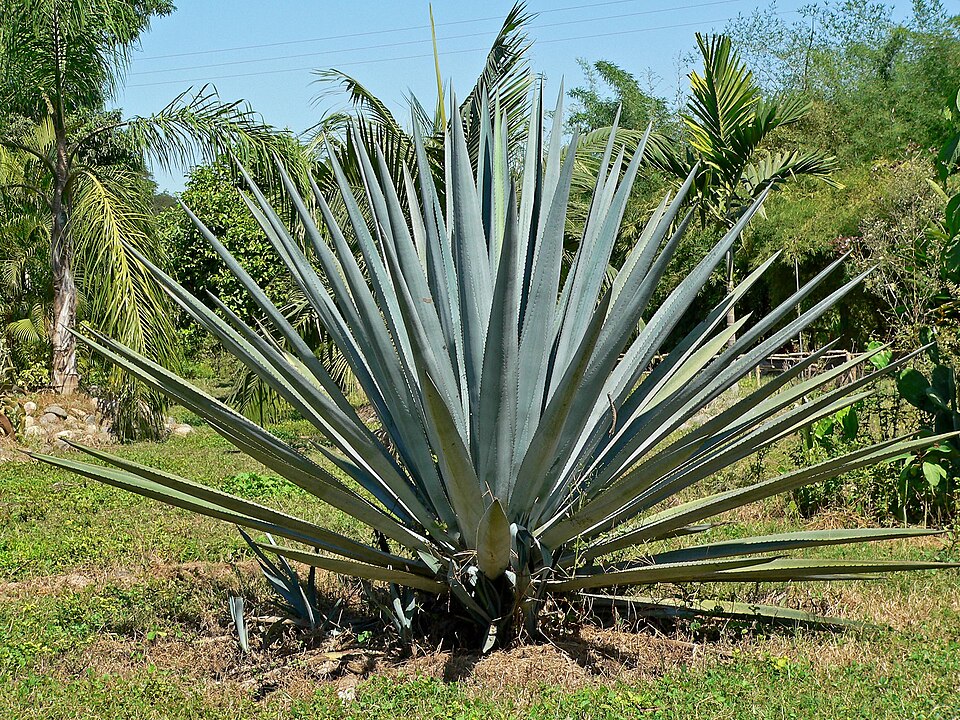 Stort flot eksemplar af Tequila agave (Agave tequilana)