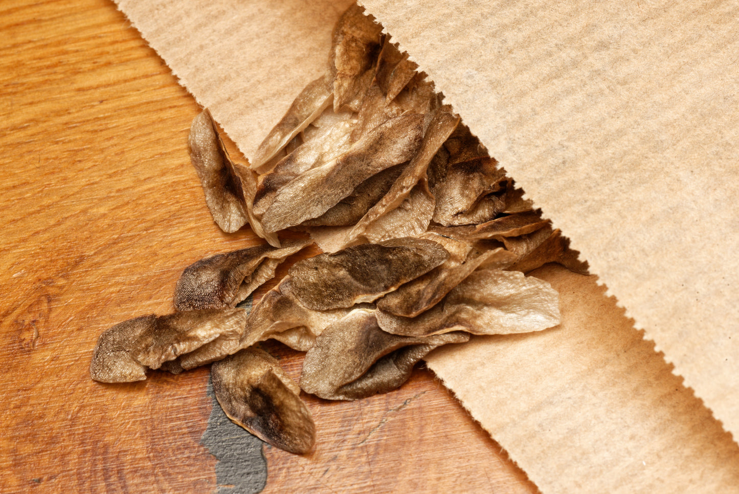 Frø af Træ Aloe (Aloe barberae) i fin papirspose