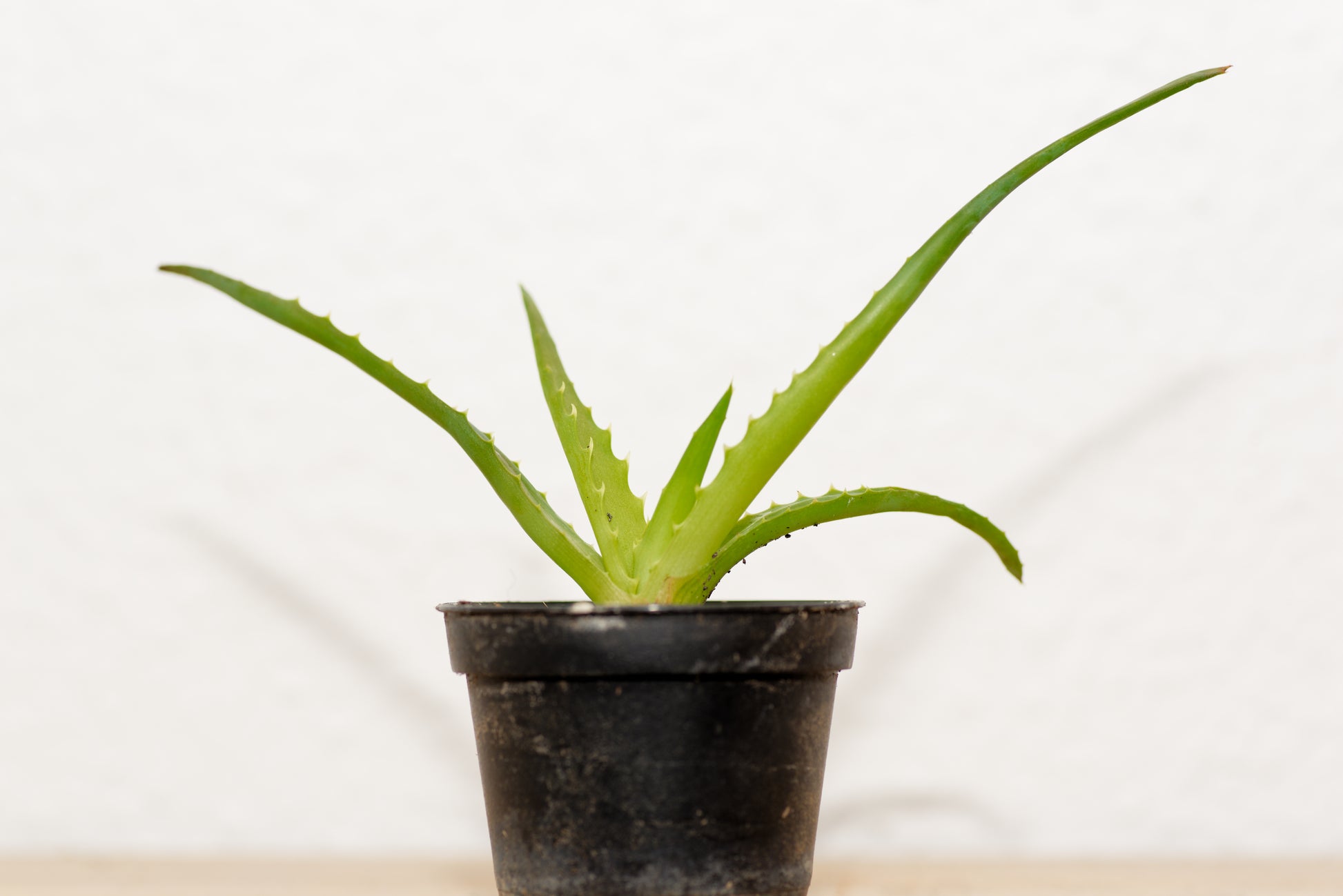 Lille stikling af Aloe (Aloe arborescens)