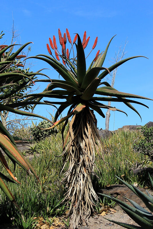Blomstrende Zimbabwe Aloe (Aloe excelsa)