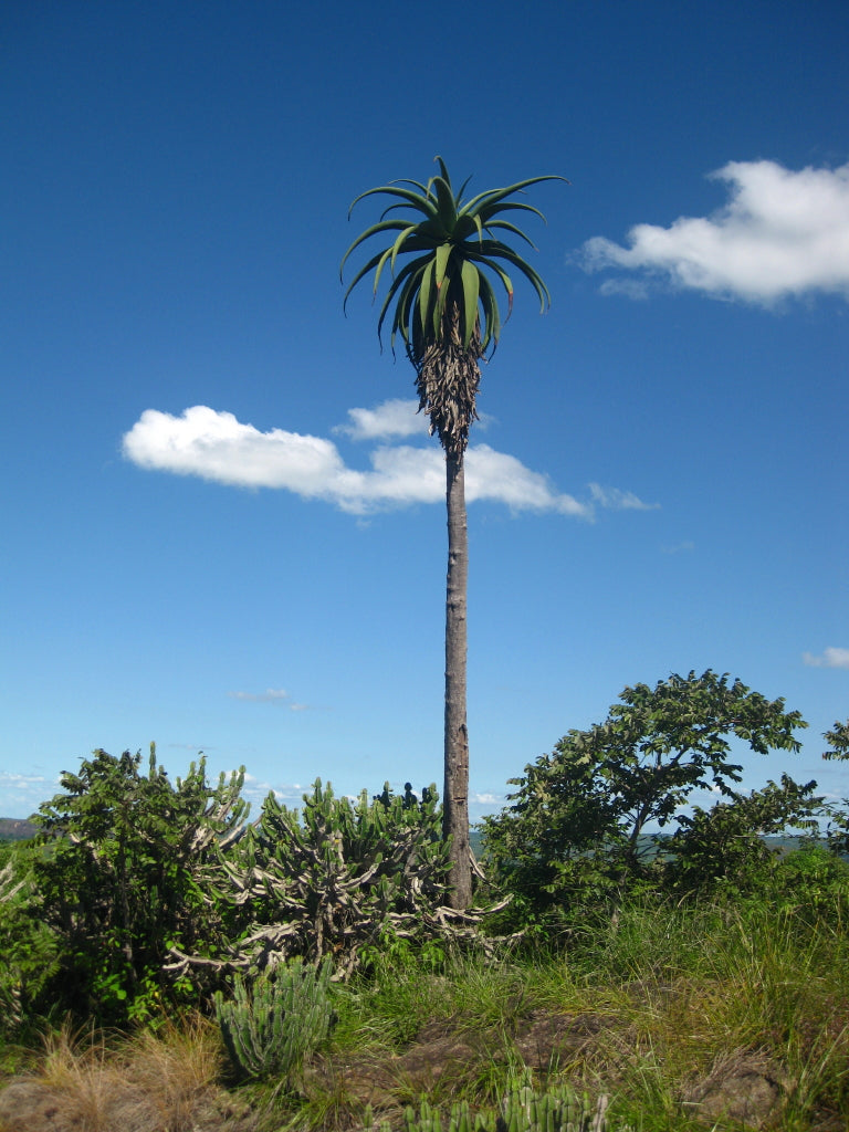 Høj og flot eksemplar af Zimbabwe Aloe (Aloe excelsa)
